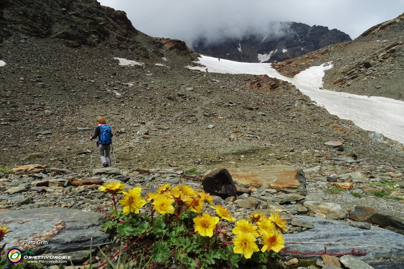 45 Cariofillata delle pietraie (Geum reptans) con vista in Piz Varuna.JPG